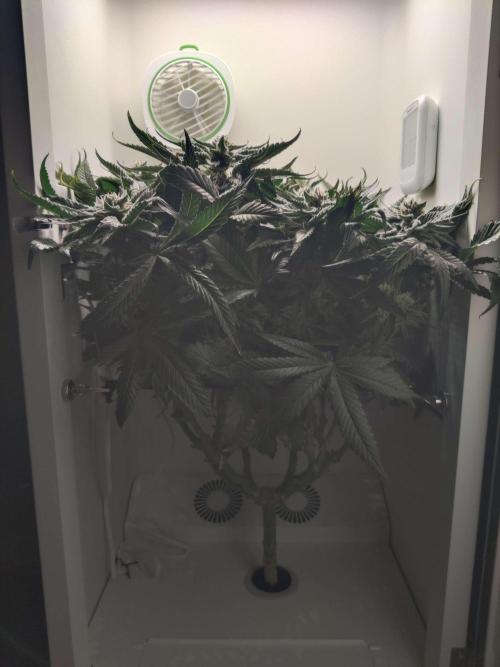 Valentina. Week 13 - Day 7