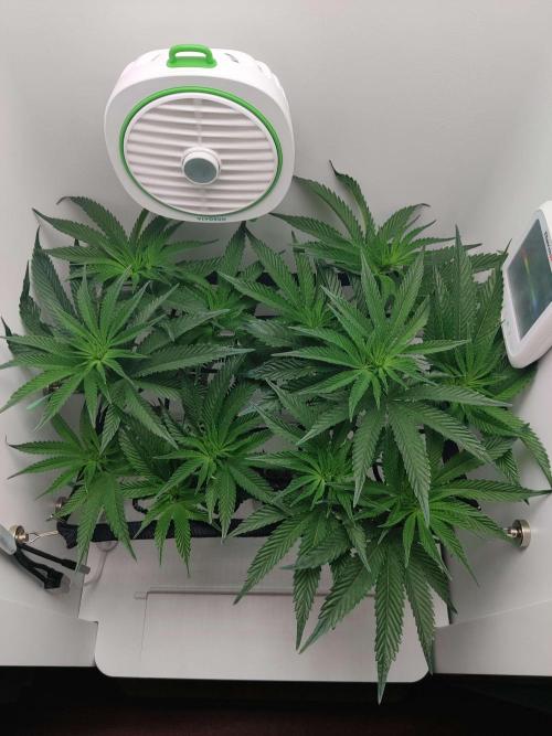 Vivian. Week 8 - Day 5