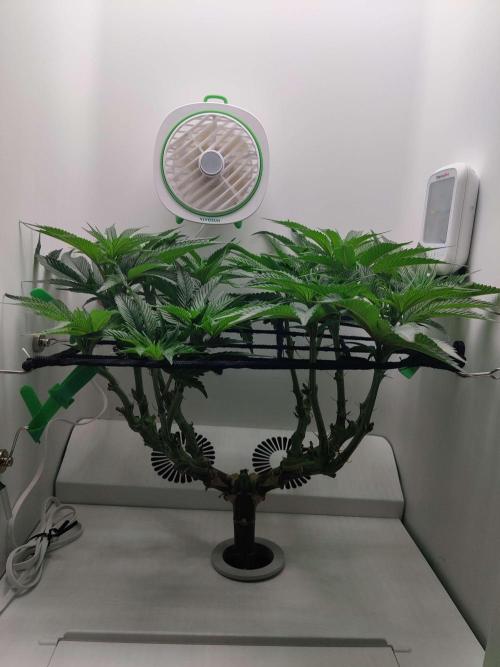 Vivian. Week 8 - Day 5