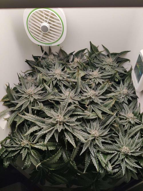 Valentina. Week 14 - Day 1