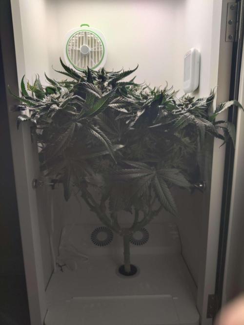 Valentina. Week 14 - Day 1