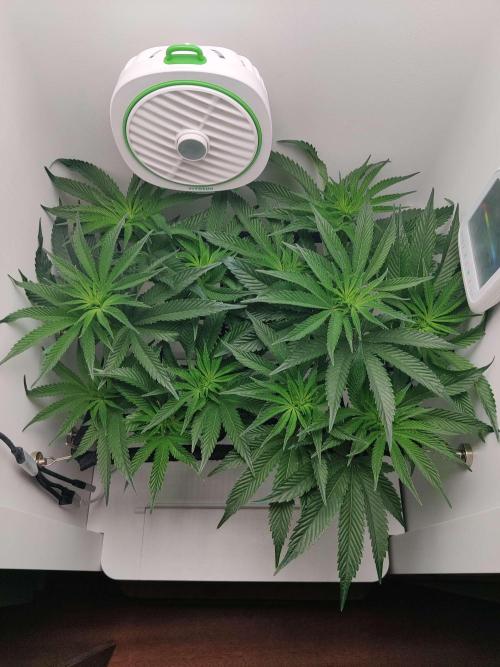 Vivian. Week 8 - Day 6