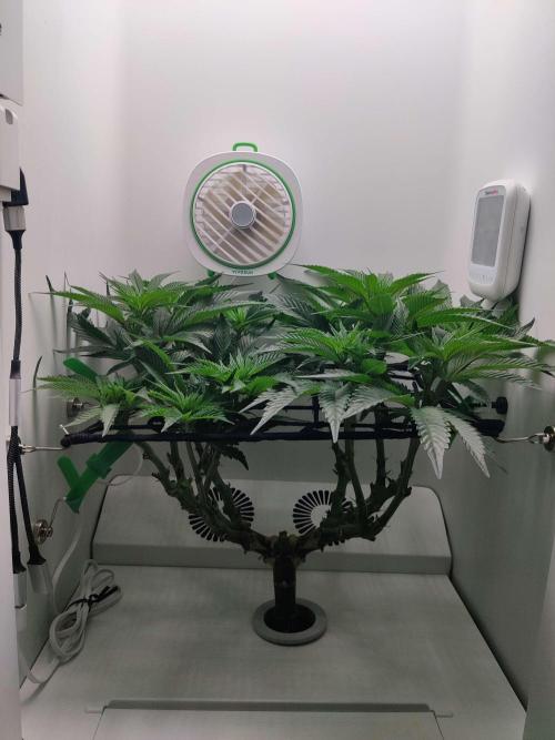 Vivian. Week 8 - Day 6