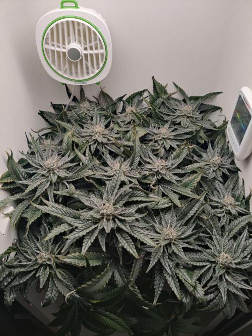 Valentina. Week 14 - Day 2