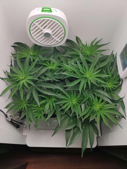 Vivian. Week 8 - Day 7