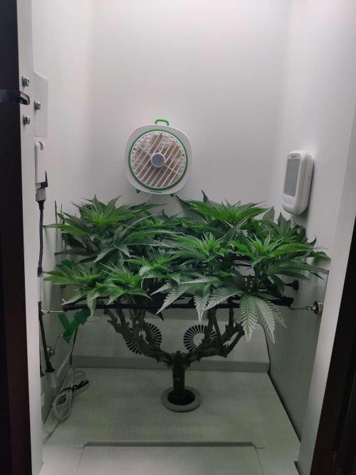 Vivian. Week 8 - Day 7