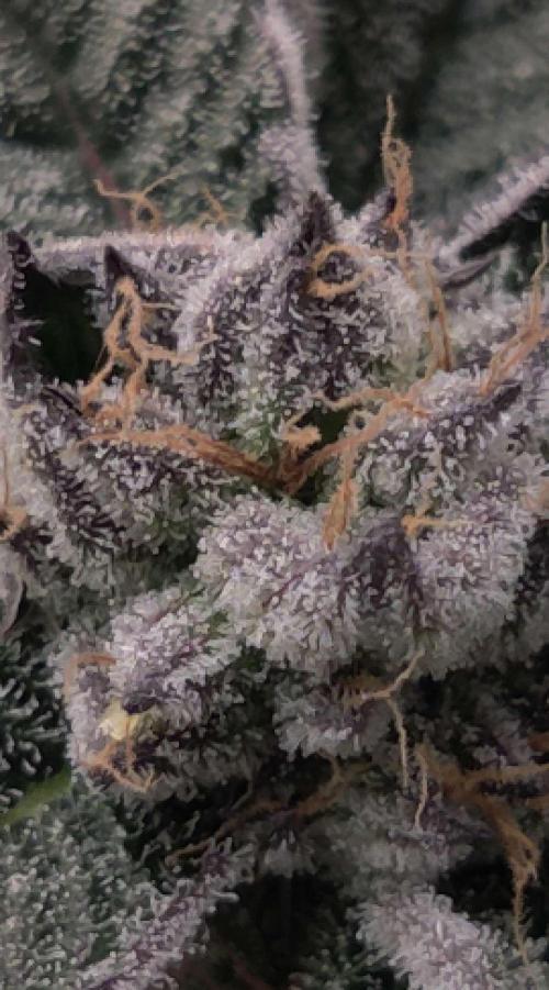 Valentina. Week 14 - Day 2