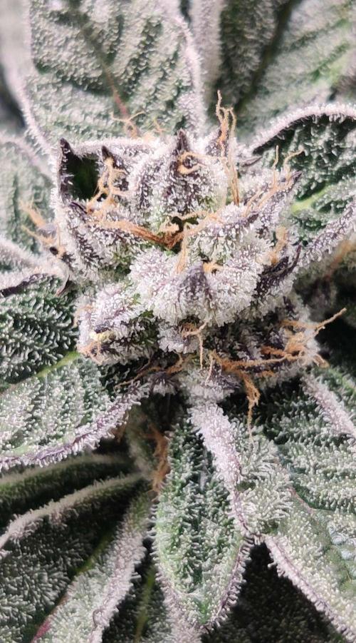 Valentina. Week 14 - Day 2