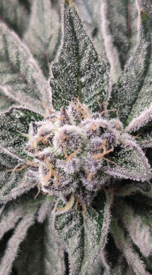 Valentina. Week 14 - Day 2