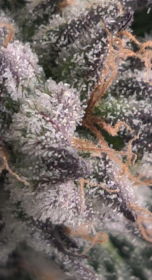 Valentina. Week 14 - Day 2