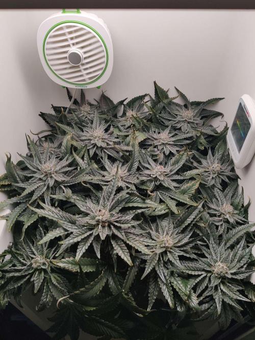 Valentina. Week 14 - Day 3