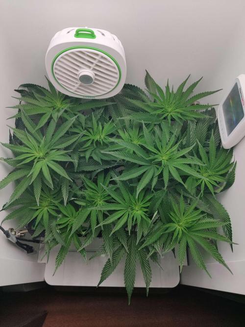 Vivian. Week 9 - Day 1