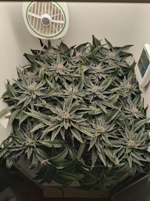 Valentina. Week 14 - Day 4