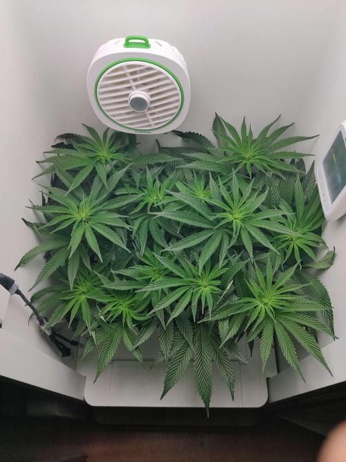 Vivian. Week 9 - Day 2