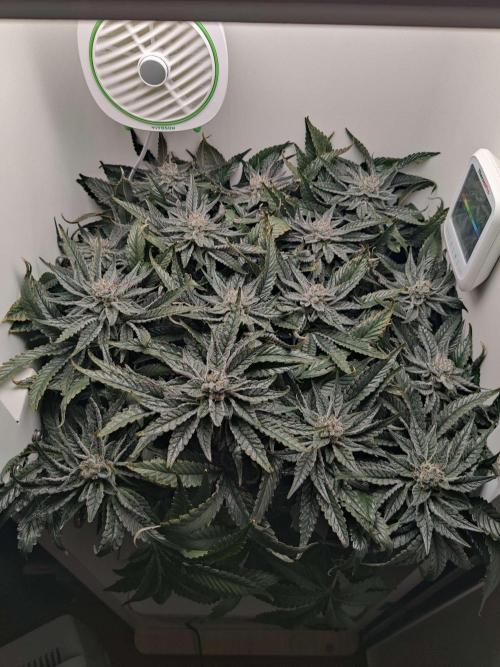 Valentina. Week 14 - Day 5