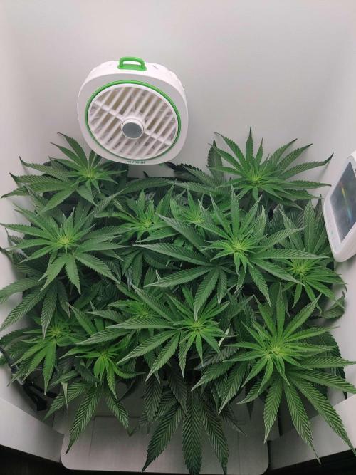 Vivian. Week 9 - Day 3