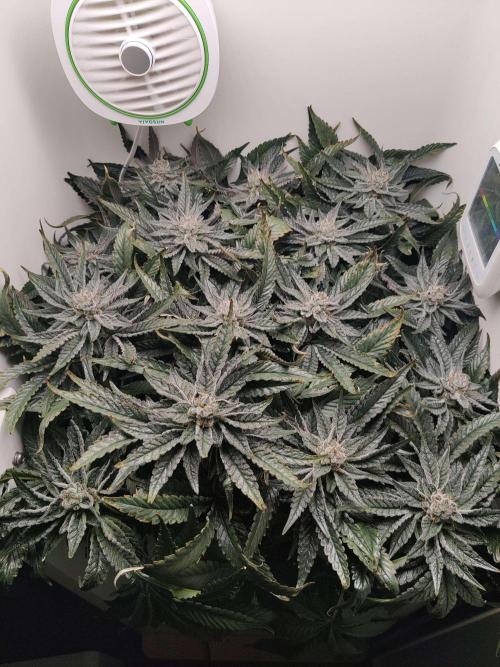 Valentina. Week 14 - Day 6