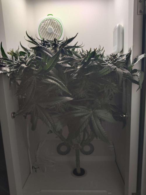 Valentina. Week 14 - Day 6