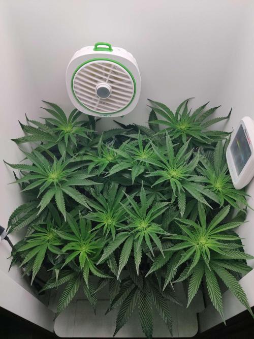 Vivian. Week 9 - Day 4