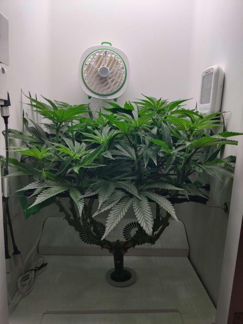 Vivian. Week 9 - Day 4