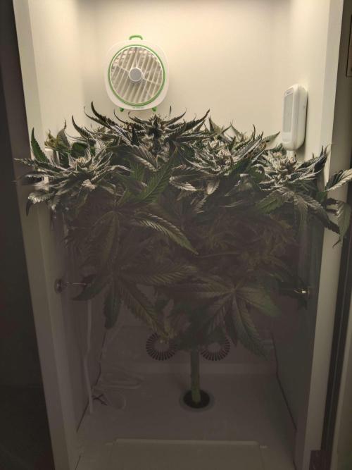 Valentina. Week 14 - Day 7