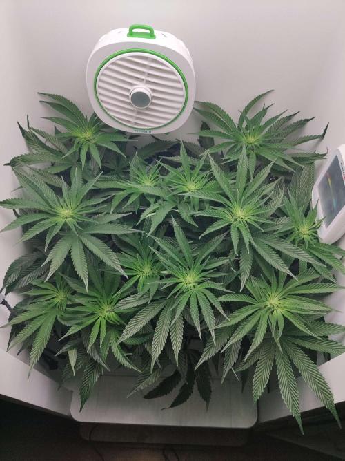 Vivian. Week 9 - Day 5