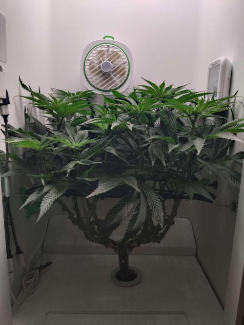 Vivian. Week 9 - Day 5