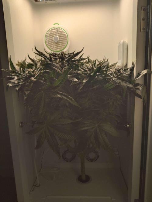 Valentina. Week 15 - Day 1