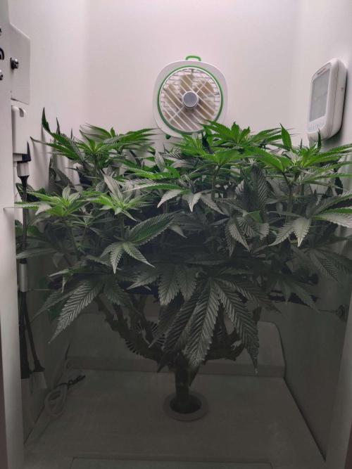 Vivian. Week 9 - Day 6