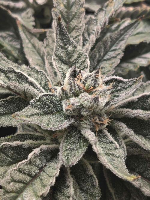 Valentina. Week 15 - Day 1