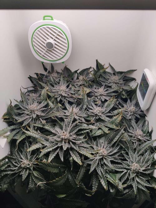 Valentina. Week 15 - Day 2