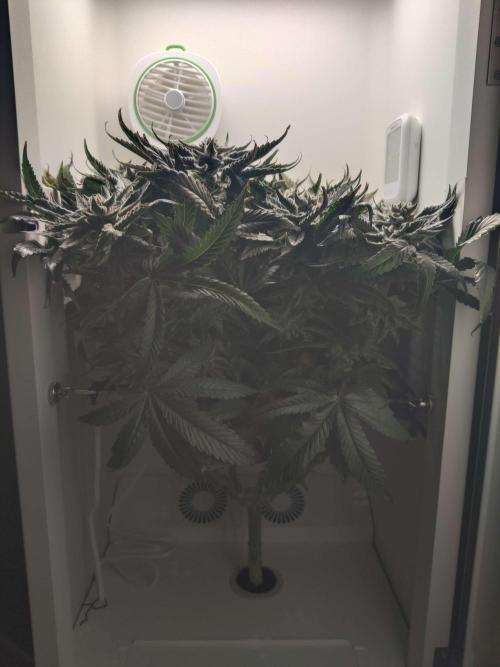 Valentina. Week 15 - Day 2