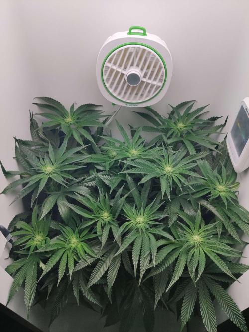 Vivian. Week 9 - Day 7