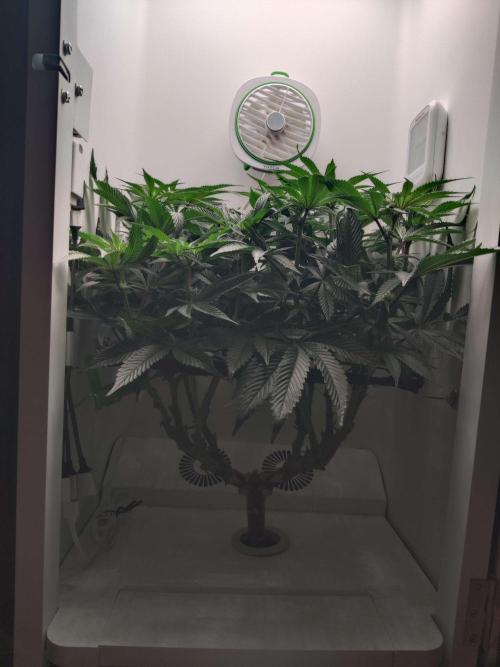 Vivian. Week 9 - Day 7