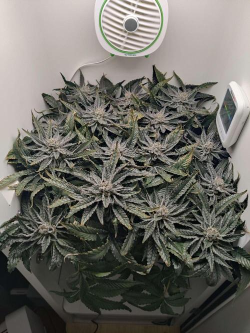 Valentina. Week 15 - Day 3