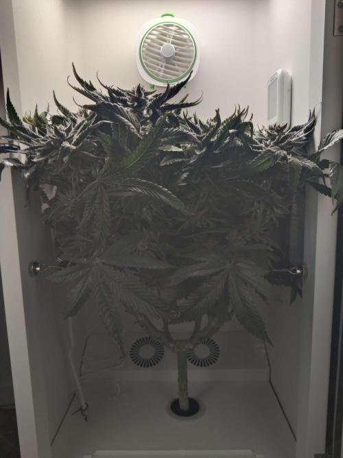 Valentina. Week 15 - Day 3