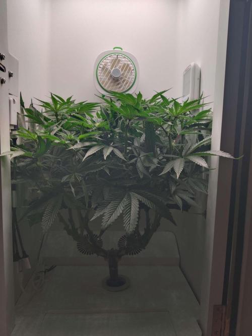 Vivian. Week 10 - Day 1