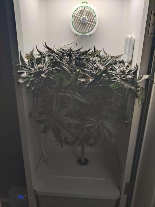 Valentina. Week 15 - Day 4