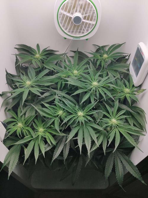 Vivian. Week 10 - Day 2