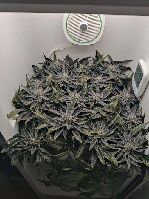 Valentina. Week 15 - Day 5