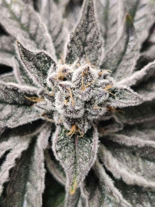 Valentina. Week 15 - Day 5