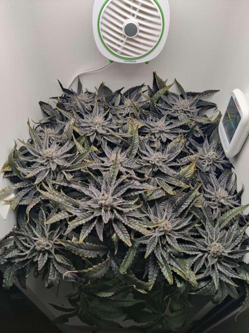 Valentina. Week 15 - Day 6