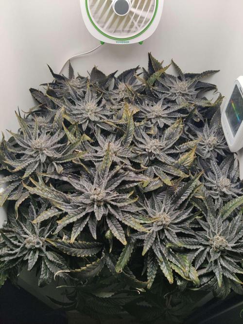 Valentina. Week 15 - Day 7