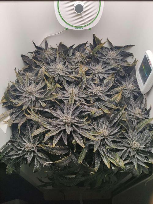 Valentina. Week 16 - Day 1