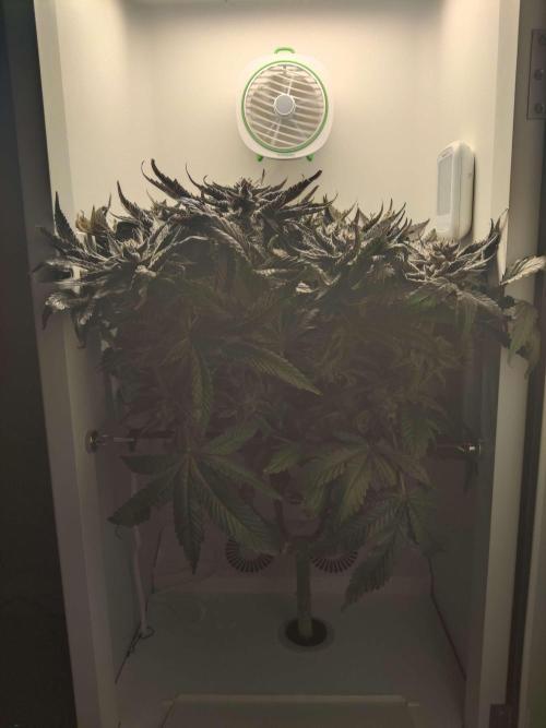 Valentina. Week 16 - Day 1