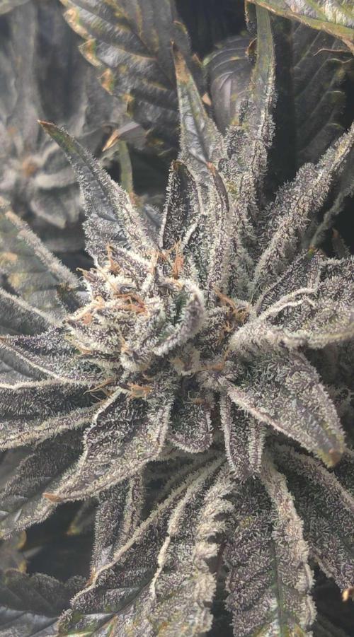 Valentina. Week 16 - Day 1