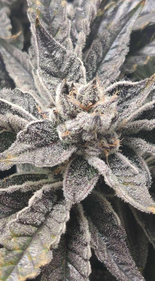 Valentina. Week 16 - Day 1