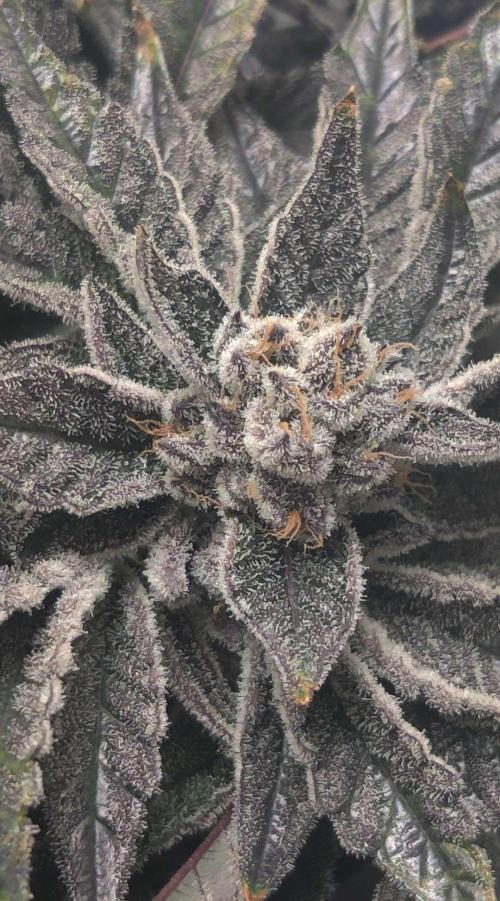 Valentina. Week 16 - Day 1