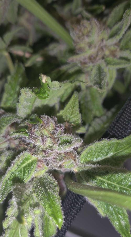 Valentina. Week 16 - Day 1