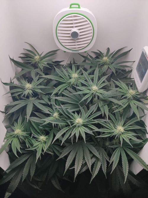 Vivian. Week 10 - Day 6